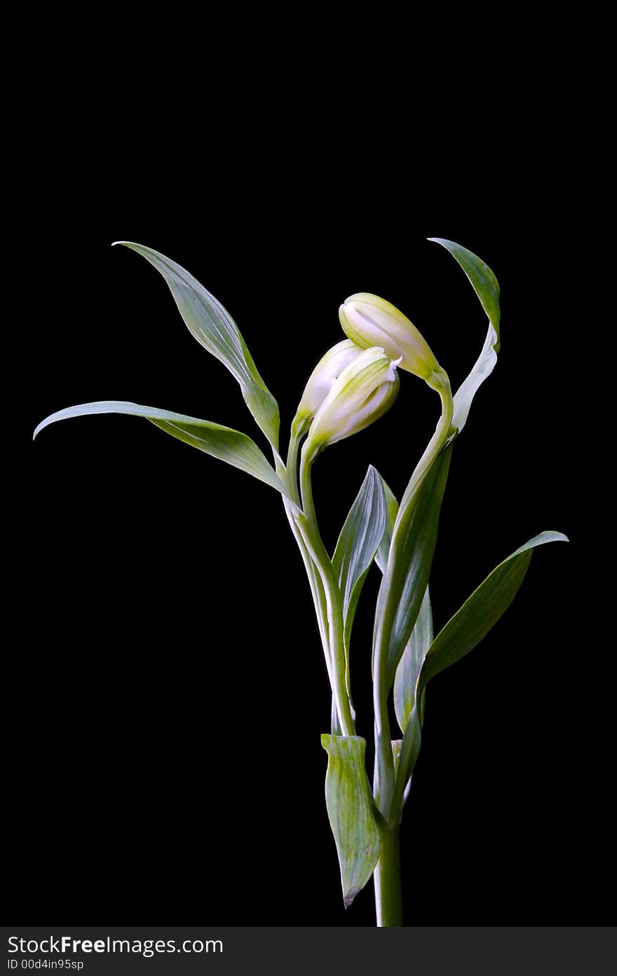 White Austromaria against a black background.