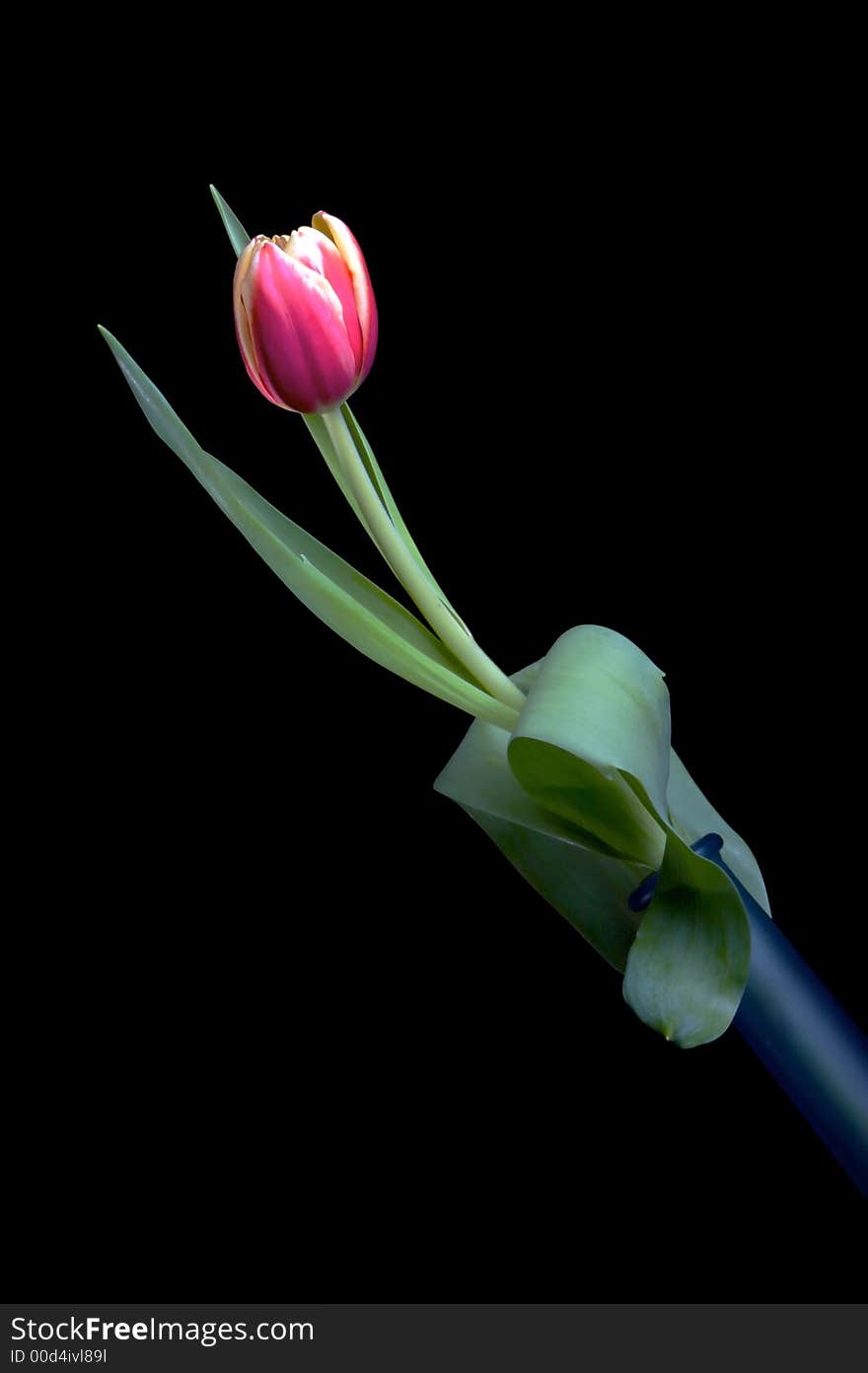 Pink tulip in blue vase with back background.