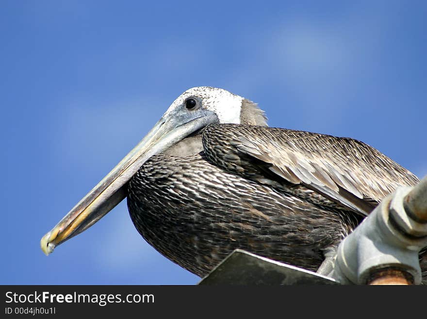 Pelican