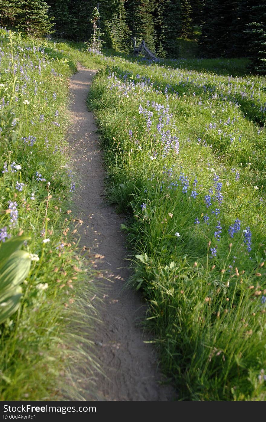 Mountain Trail With Wild Flowers