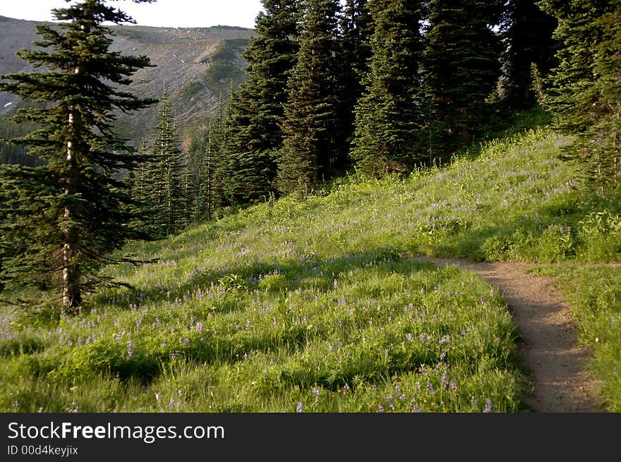 Mountain trail with wild flowers