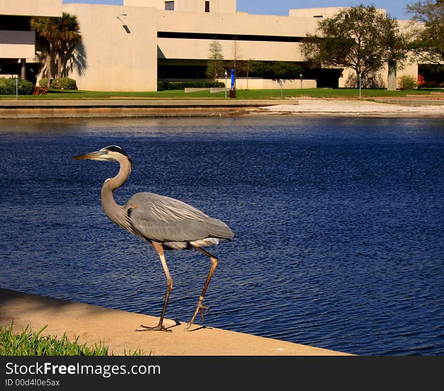 Great blue heron by waters edge