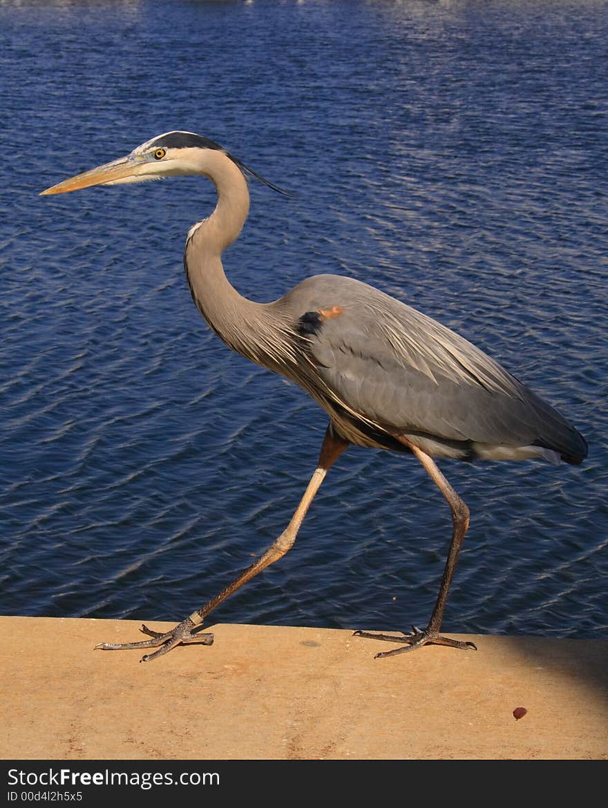 Got in close to a great blue heron walking along the water's edge