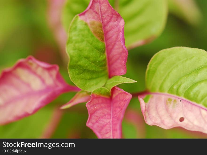 Red and green leaf