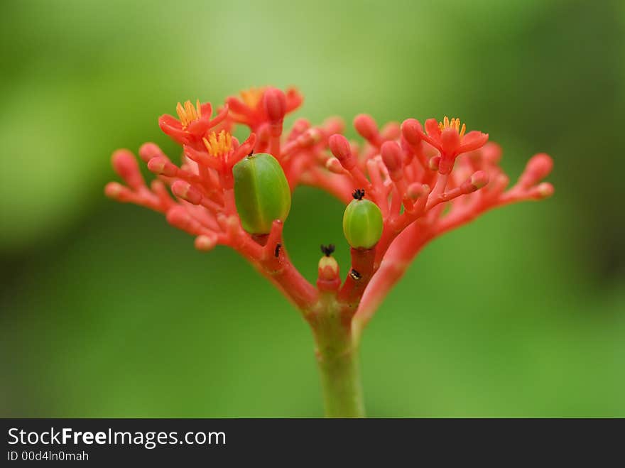 A red flower in the parks