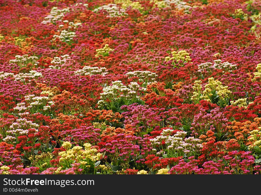 field of flowers