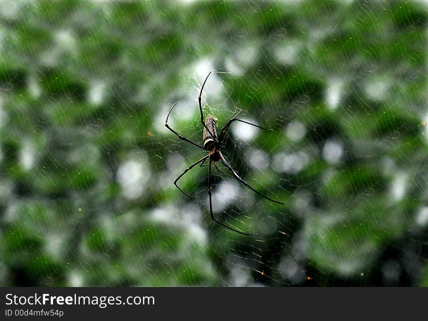 Nature spider