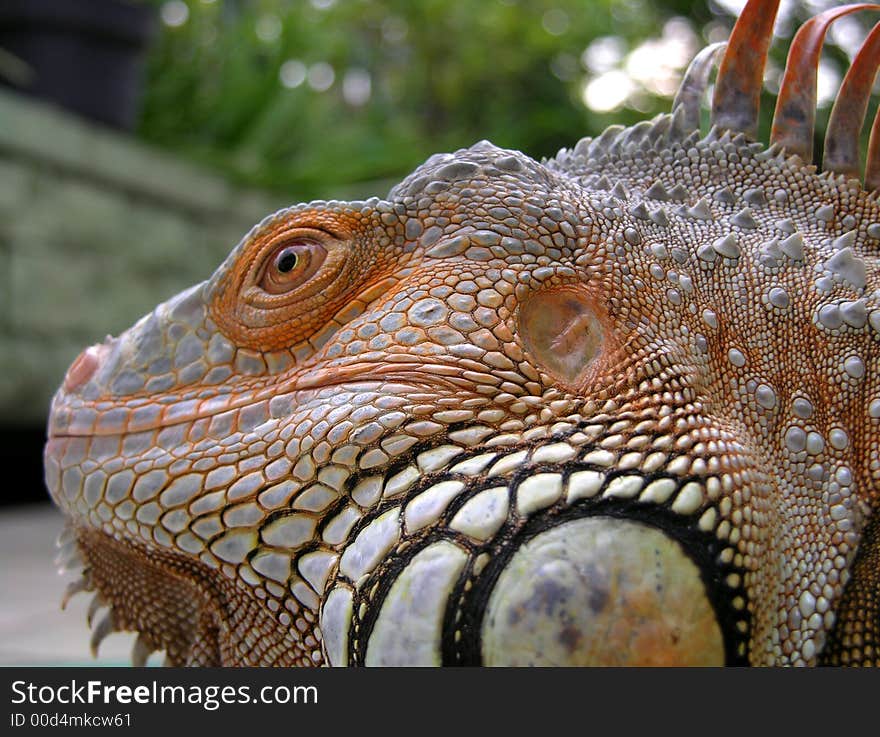 Close up shot of a  Guatemala Iguana. Close up shot of a  Guatemala Iguana