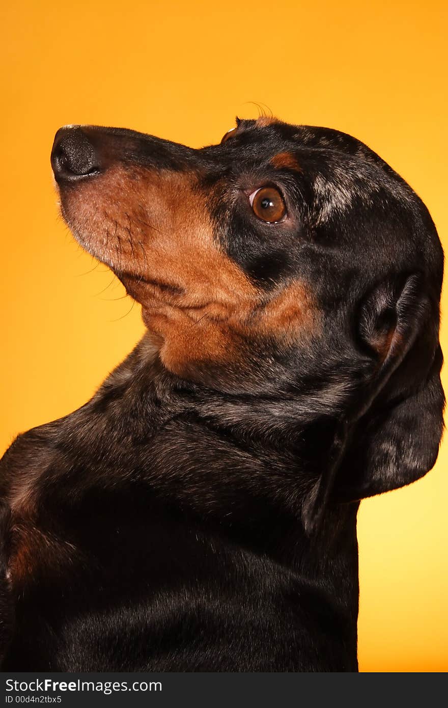 A stock image of a Pedigree Double Dapple Dachshund striking a pose. Yellow background. A stock image of a Pedigree Double Dapple Dachshund striking a pose. Yellow background.