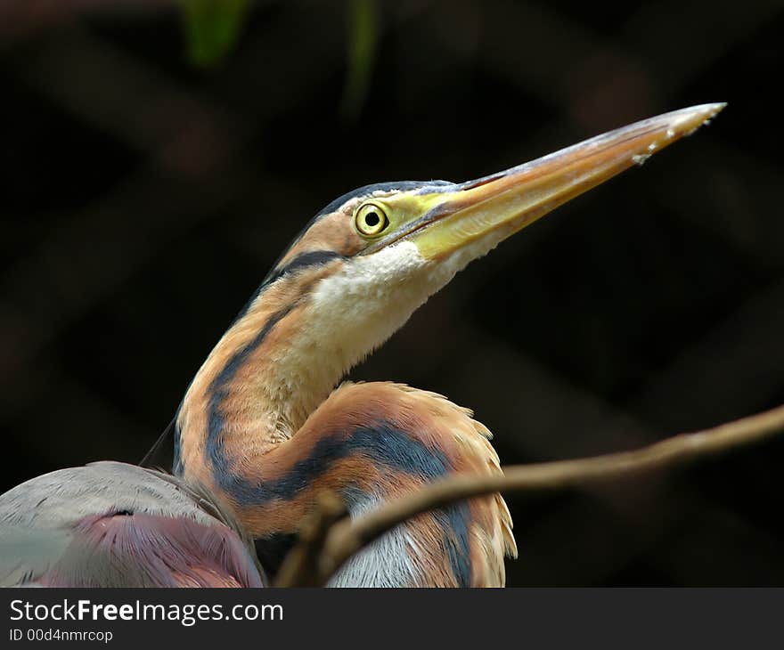 Brown Egret