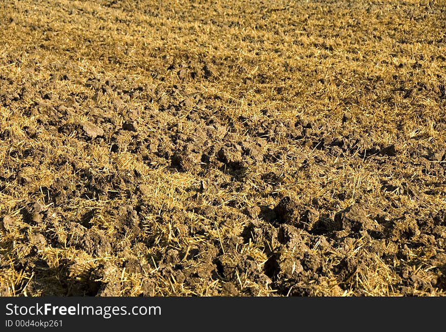 Mulched cereal stubbles in the sunshine. With space for copy. Mulched cereal stubbles in the sunshine. With space for copy.