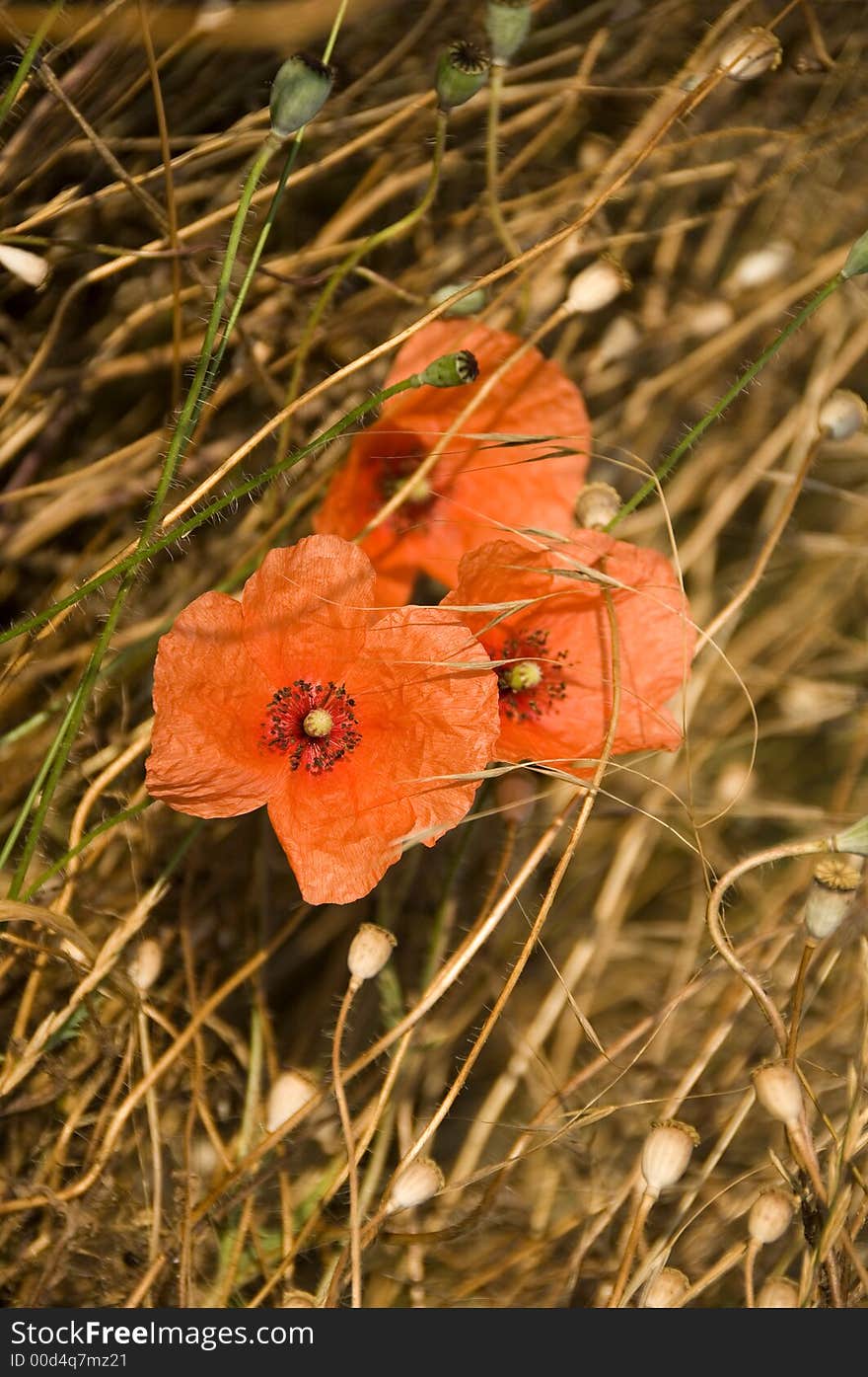 Poppy flowers and seed capsules. Poppy flowers and seed capsules