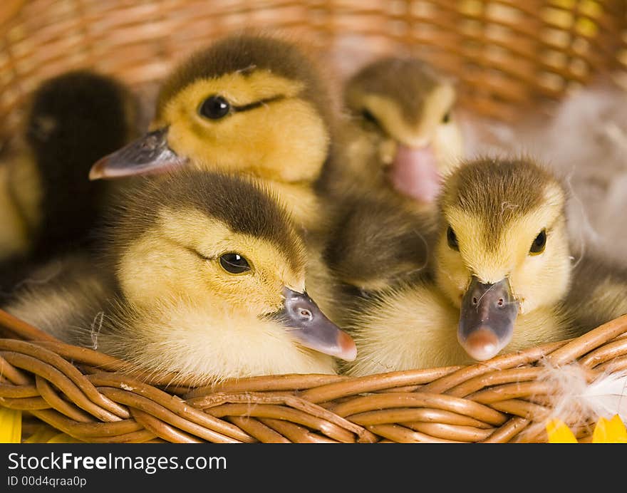 Easter ducks