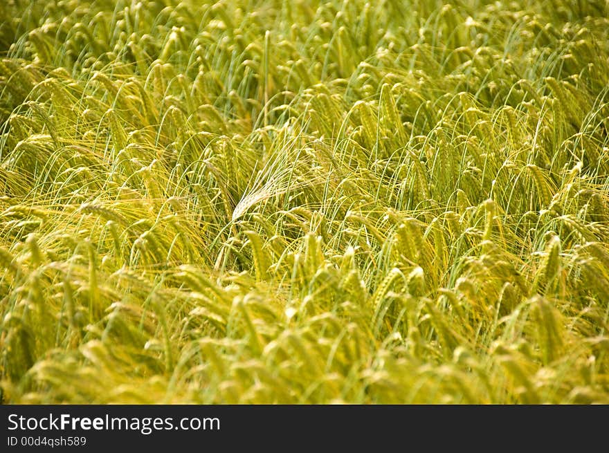 Rye field