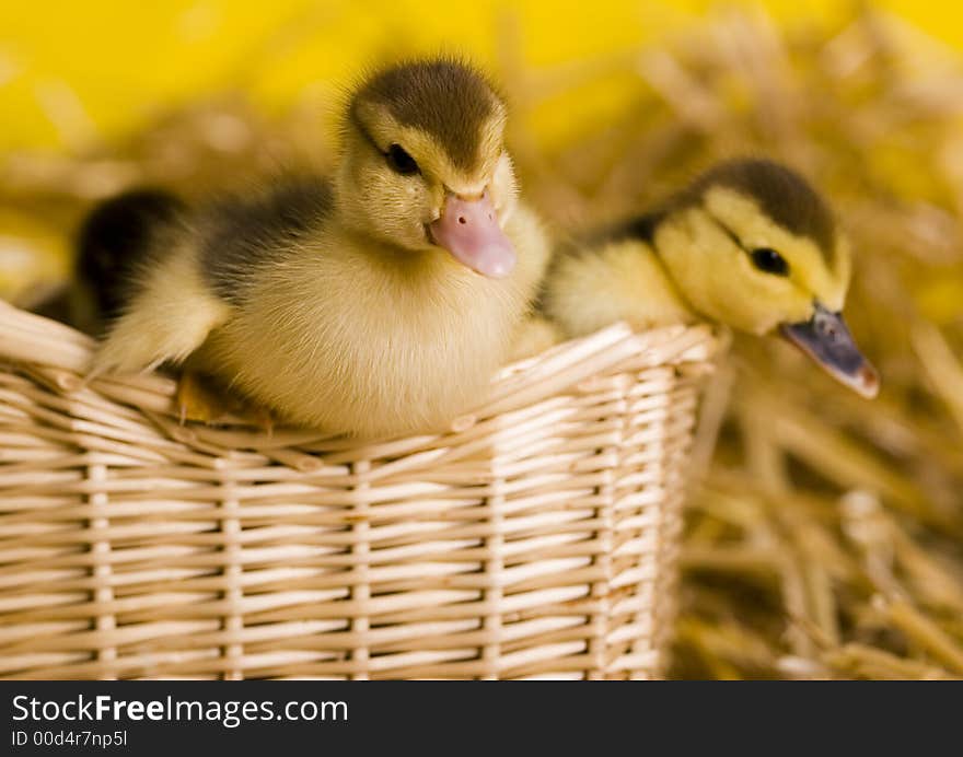 Easter ducks