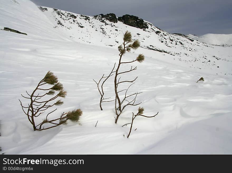 Dwarf pine branches in high snowy mountains