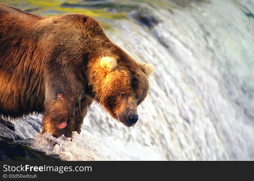 Brown bear waiting for salmon from atop of Brooks Falls, Alaska. Brown bear waiting for salmon from atop of Brooks Falls, Alaska