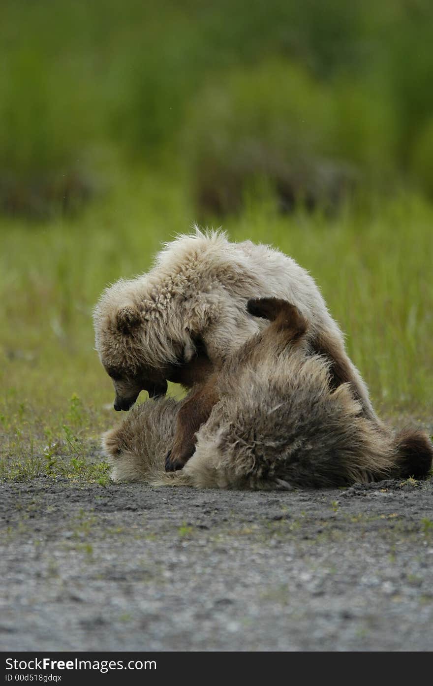 Two brown bear cubs playing in Alaska