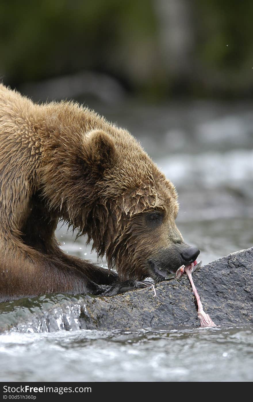 Brown bear ripping up salmon