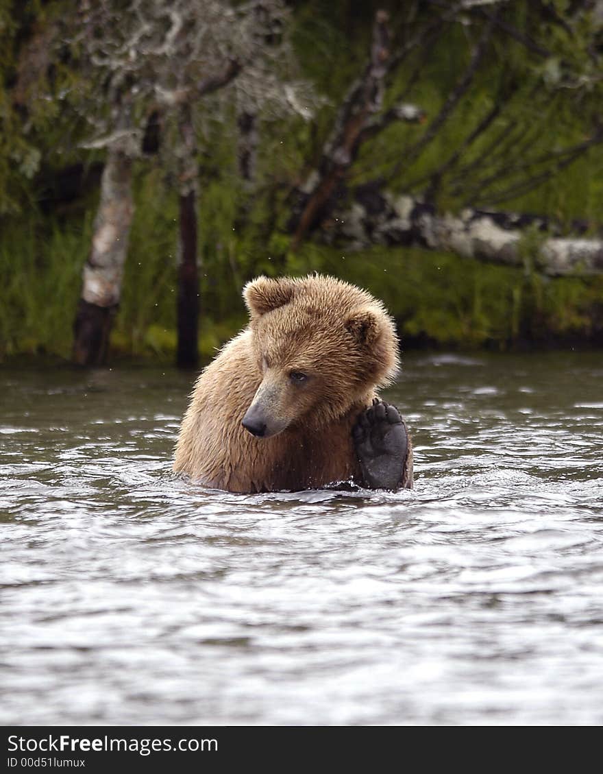 Brown Bear Scratching Ear