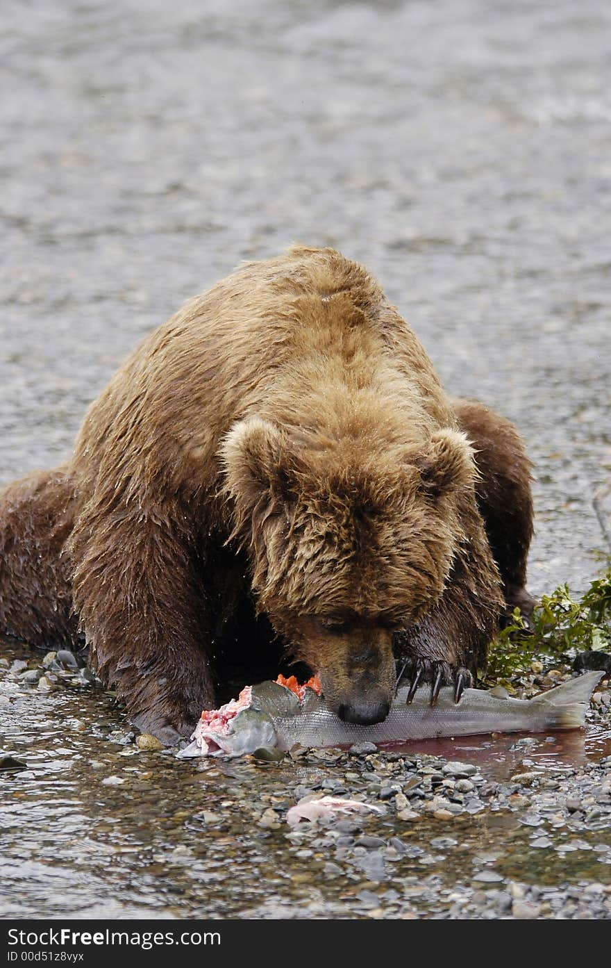 Brown Bear Eating Salmon