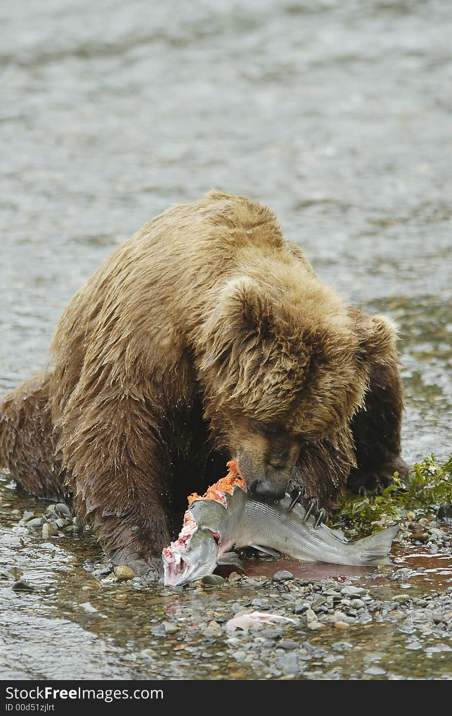 Brown Bear Eating Salmon