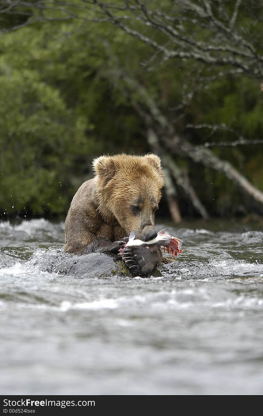 Brown bear eating salmon