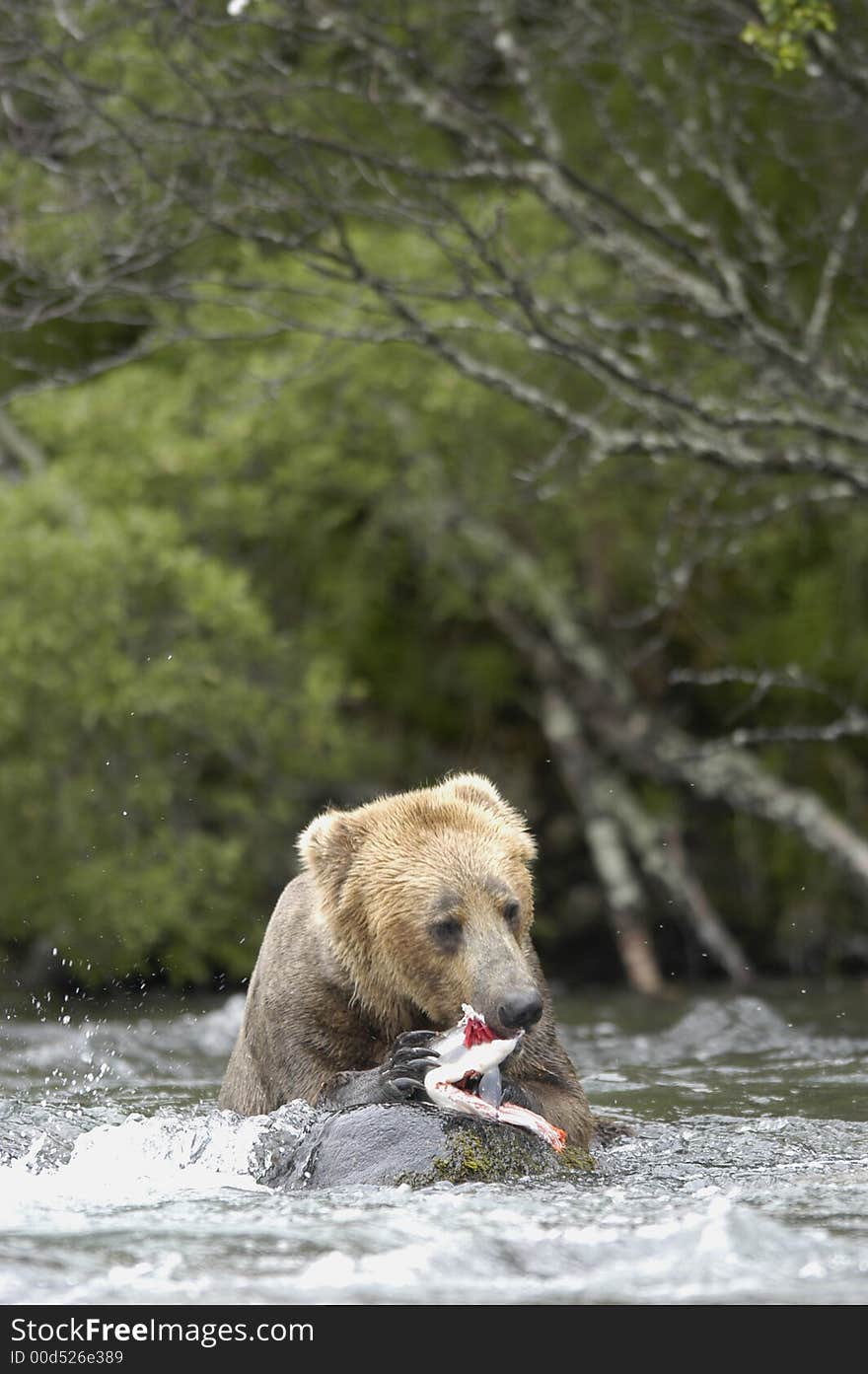 Brown bear eating salmon on the bank of Brooks River