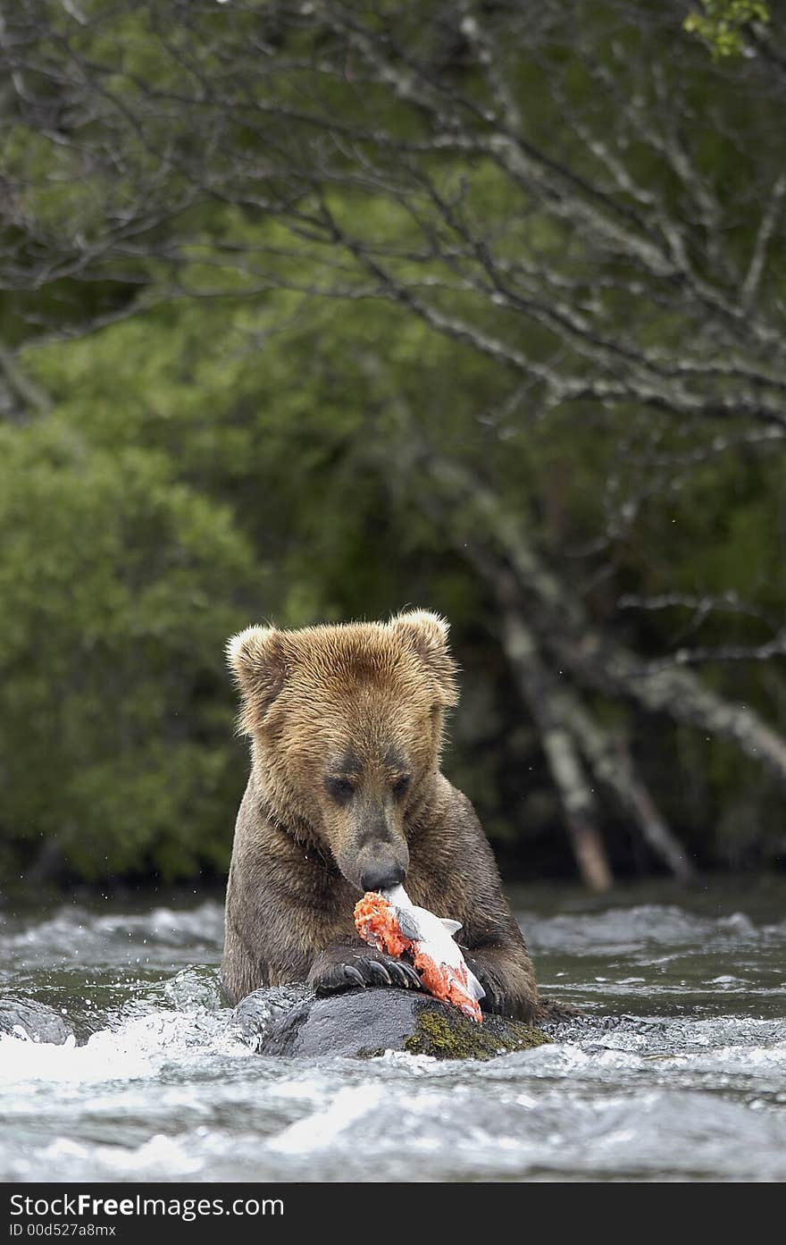 Brown bear eating salmon on the bank of Brooks River