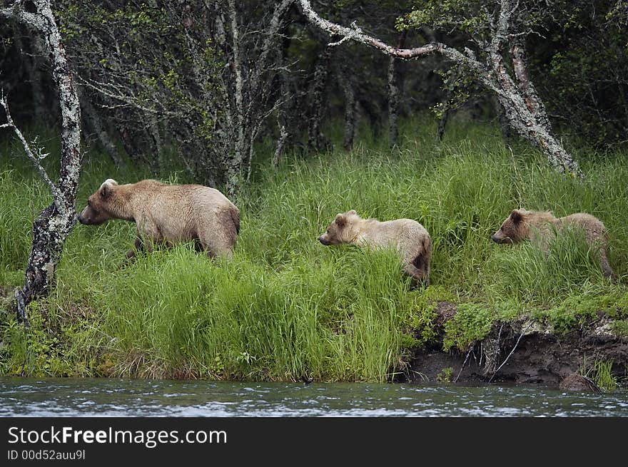 Brown bear sow and her two cubs