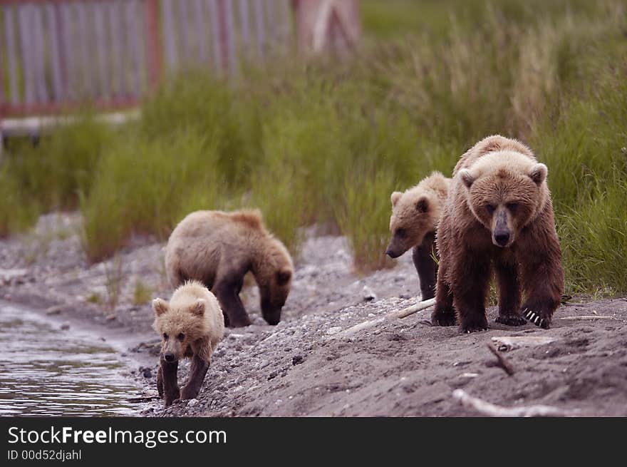 Brown Bear Sow With Her Three Cubs