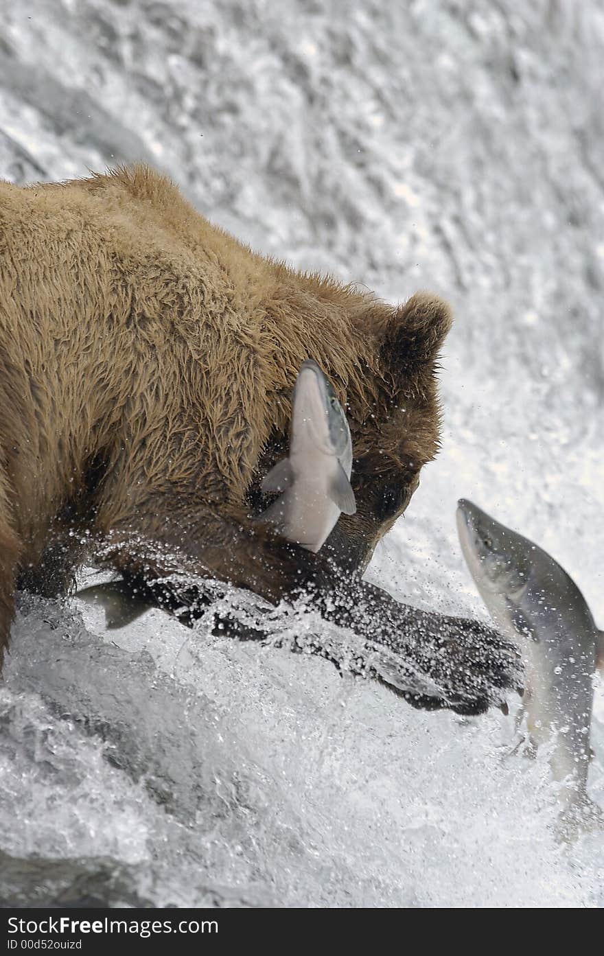 Brown bear trying to catch salmon while standing on top of Brooks Falls in Alaska