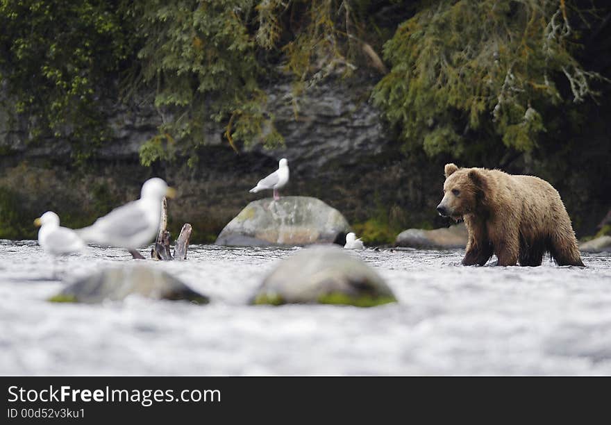 Brown bear standing in Brooks River