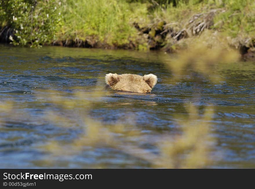 Brown bear floating down river