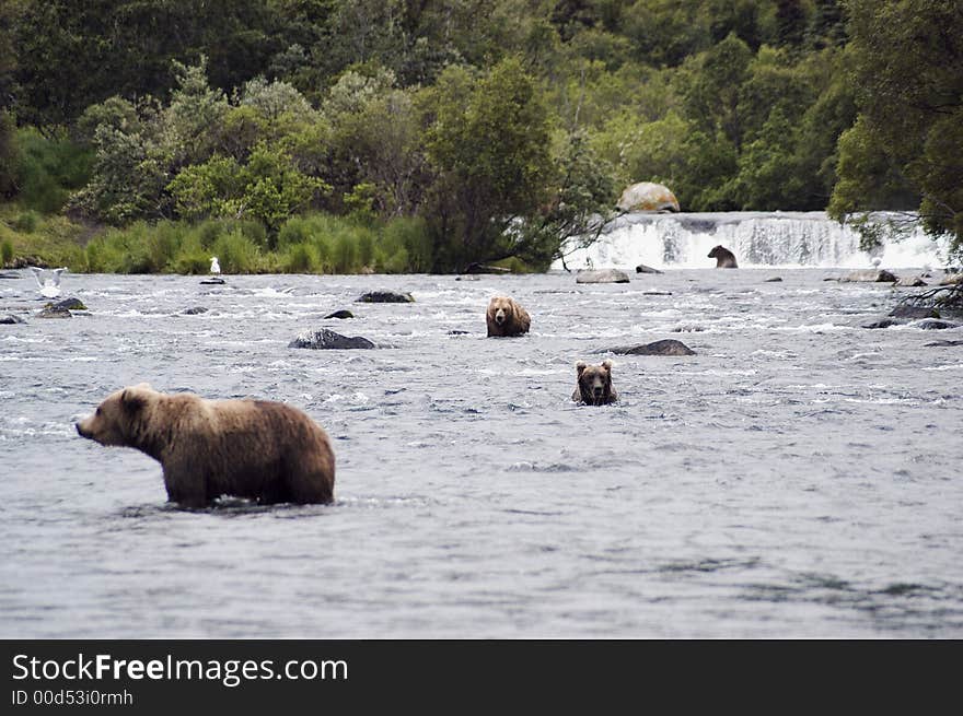 Four Brown Bears Hunting In Brooks River