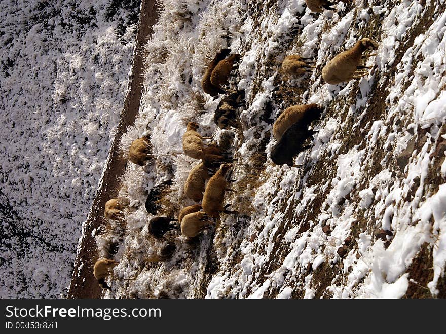 Sheep in mountain