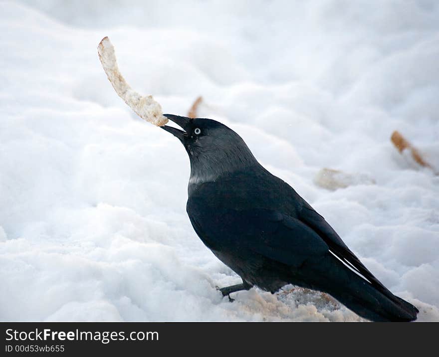 Jackdaw with a piece of bread on a background of a snow. Jackdaw with a piece of bread on a background of a snow