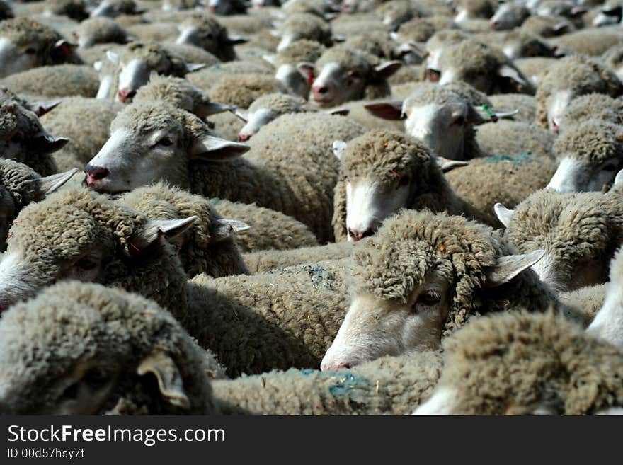 Large herd of sheep heading south for winter pasture. Large herd of sheep heading south for winter pasture