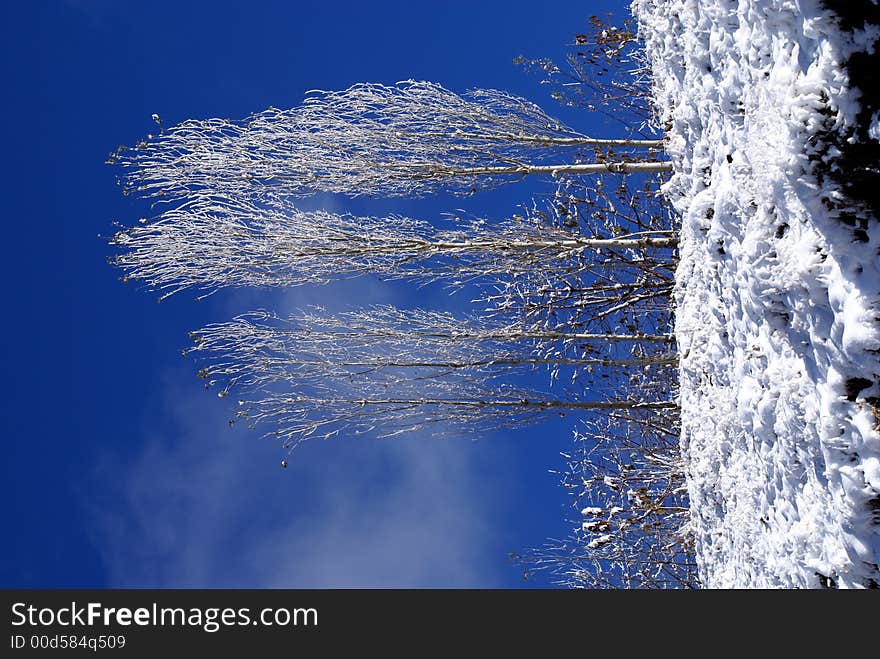 Trees On The Snow