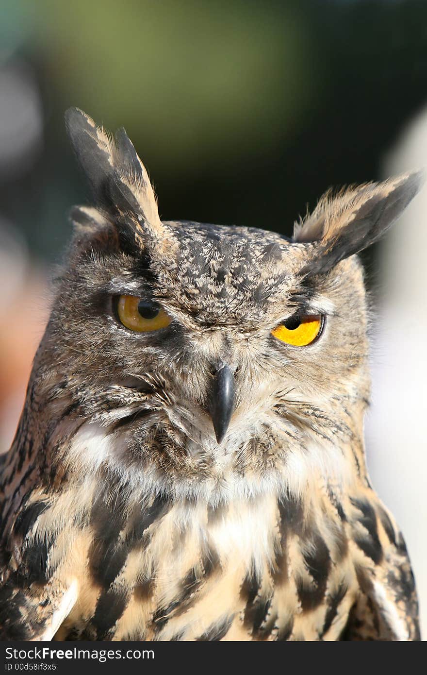 Close up of a royal owl. Very detailed - you can see every feather.