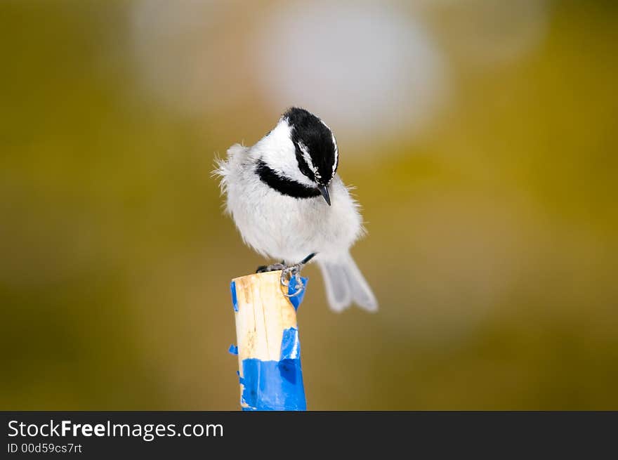 Tit-ruffled perch