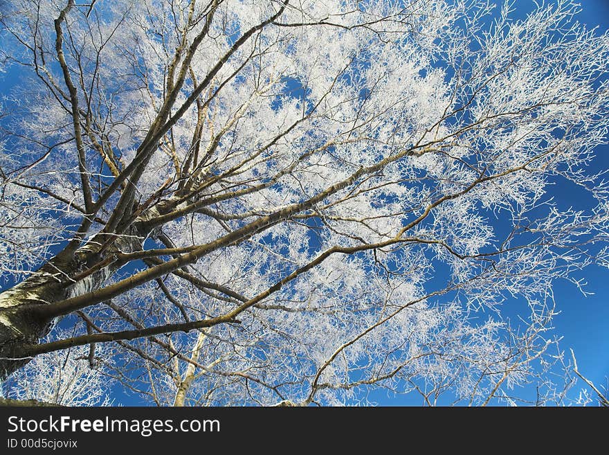 Hoar-frost on the branch of tree. Hoar-frost on the branch of tree