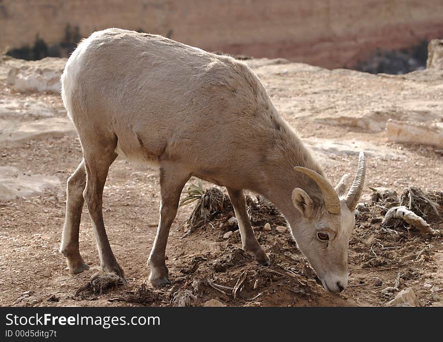 Wild goat at Grand Canyon National Park