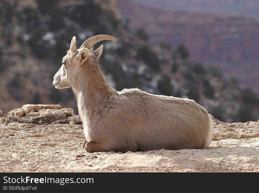 Wild goat at Grand Canyon National Park