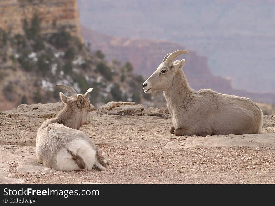 Wild goats at Grand Canyon National Park