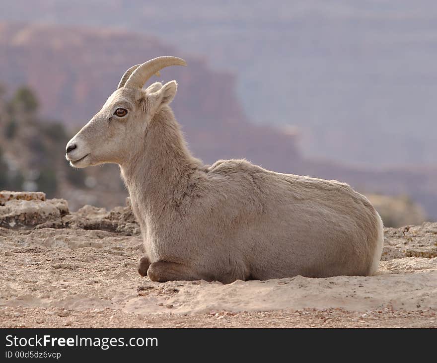 Wild goat at Grand Canyon National Park