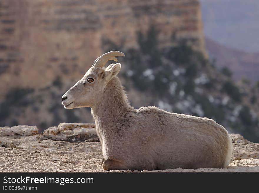 Wild goat at Grand Canyon National Park