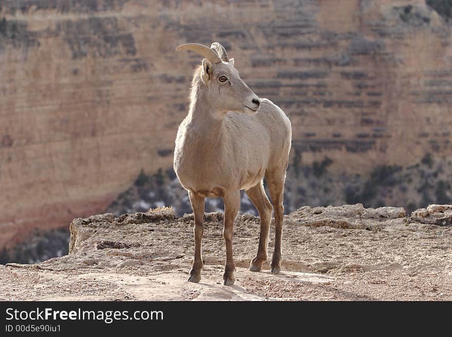 Wild goat at Grand Canyon National Park