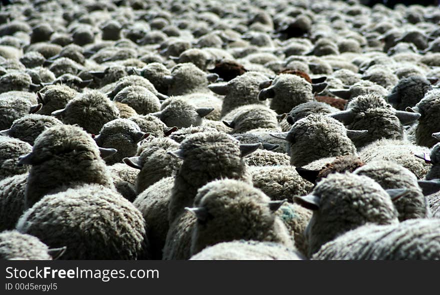 Large herd of sheep heading south for winter pasture. Large herd of sheep heading south for winter pasture