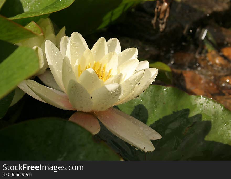 Water Lily